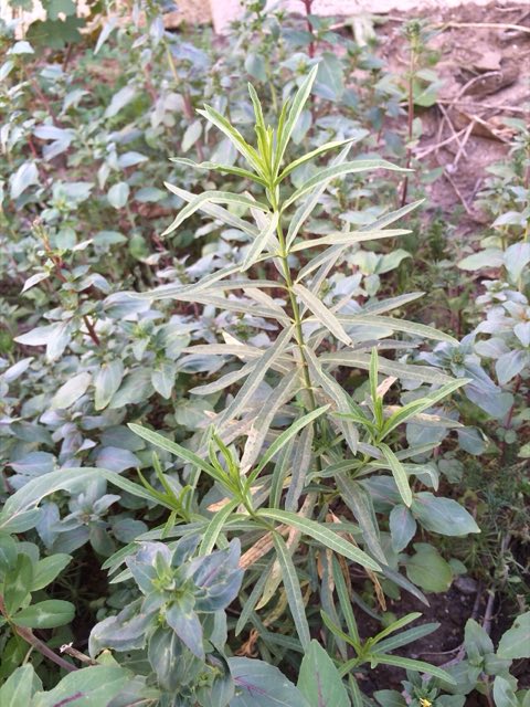 Narrowleaf Milkweed (Asclepias fascicularis). Asclepias fascicularis, Narrowleaf Milkweed