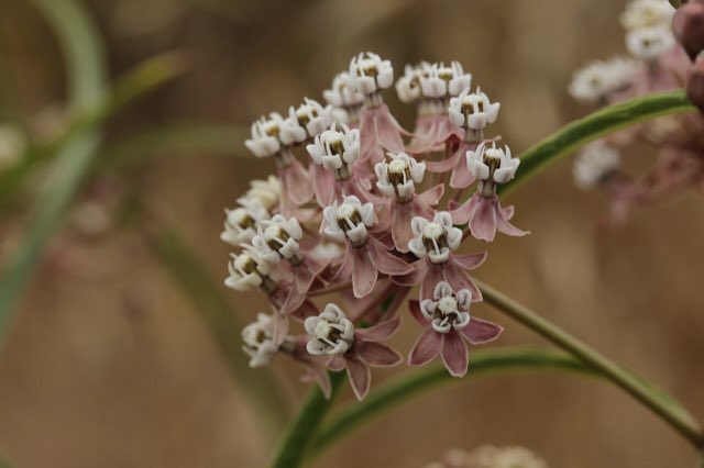 Narrowleaf Milkweed (Asclepias fascicularis). Narrowleaf Milkweed - Asclepias fascicularis (43433980632)