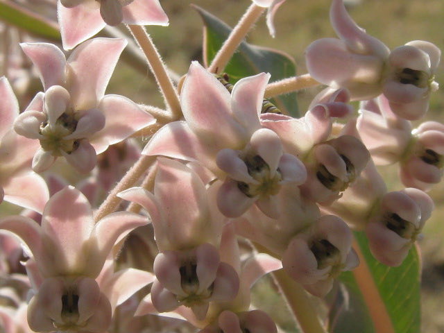 Nodding Milkweed (Asclepias glaucescens). Asclepias glaucescens (7554335692)