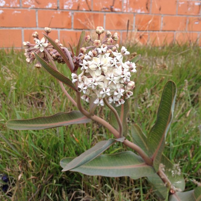 Nodding Milkweed (Asclepias glaucescens). Asclepias glaucescens1