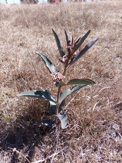 Nodding Milkweed (Asclepias glaucescens). Nodding Milkweed photographed in Acámbaro, Guanajuato, Mexico