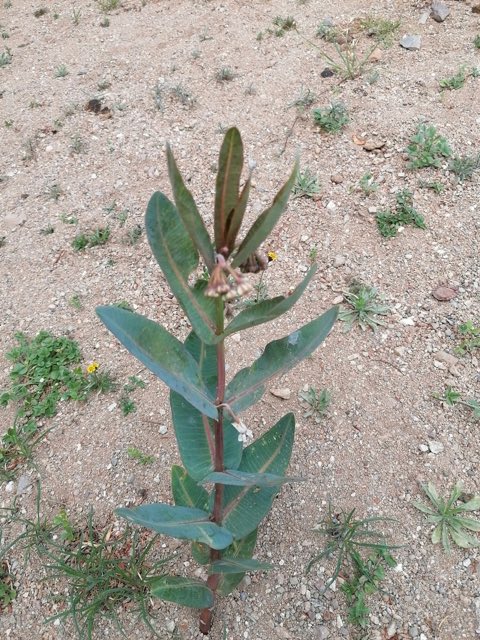 Nodding Milkweed (Asclepias glaucescens). Nodding Milkweed photographed in 3ro, 70830 Santa Catarina Cuixtla, Oax., México