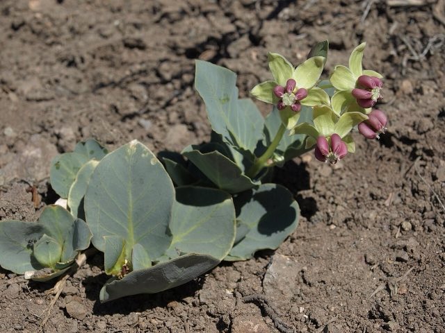 Pallid Milkweed (Asclepias cryptoceras). Cow cabbage, Asclepias cryptoceras (49068243972)