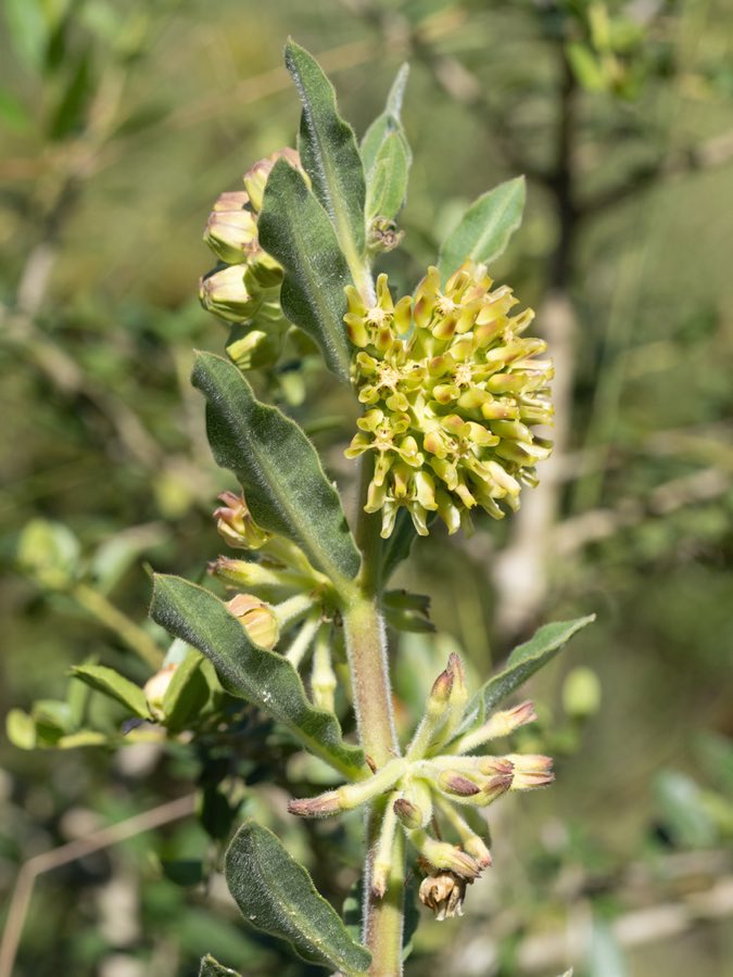 Pineland Milkweed (Asclepias obovata). Asclepias obovata in bloom