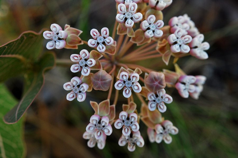 Pinewoods Milkweed (Asclepias humistrata). Asclepias humistrata