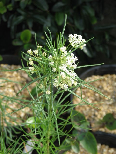 Plains Milkweed (Asclepias pumila). Asclepias pumila (14904826353)