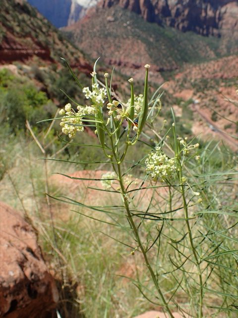 Poison Milkweed (Asclepias subverticillata). Asclepias subverticillata kz04