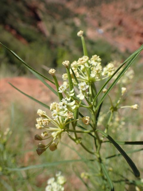 Poison Milkweed (Asclepias subverticillata). Asclepias subverticillata kz07