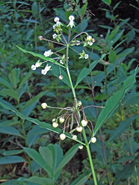 Poke Milkweed (Asclepias exaltata). Asclepias exaltata (2985661678)