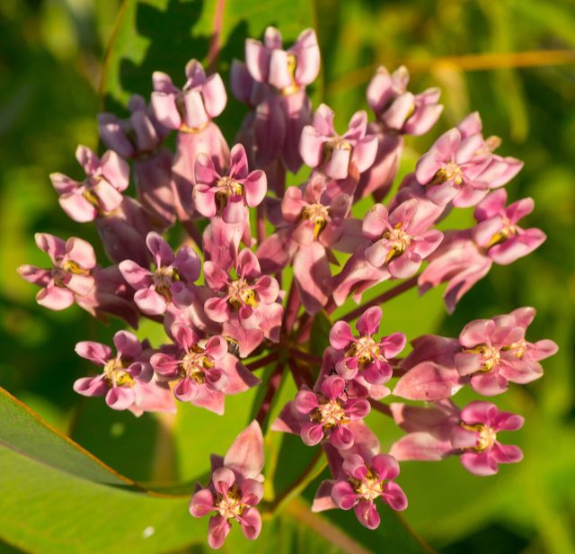 Prairie Milkweed (Asclepias sullivantii). Prairie Milkweed (Asclepias sullivantii) - 28366208795