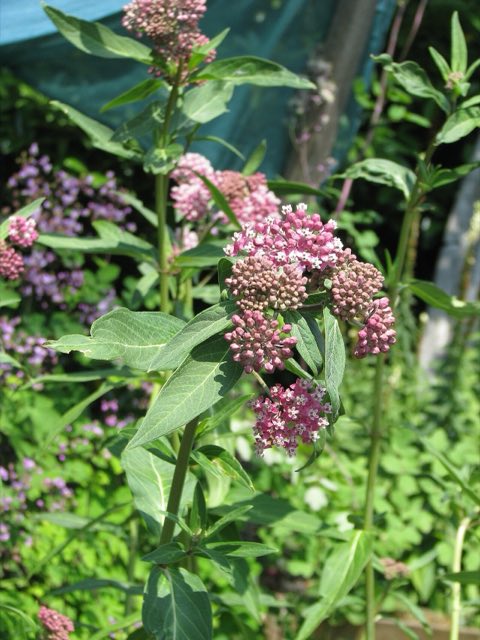 Purple Milkweed (Asclepias purpurascens). Asclepias cf. purpurascens (9344334762)