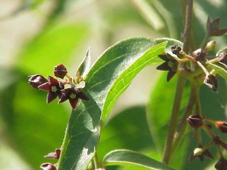 Purple Milkweed (Asclepias purpurascens) in flower