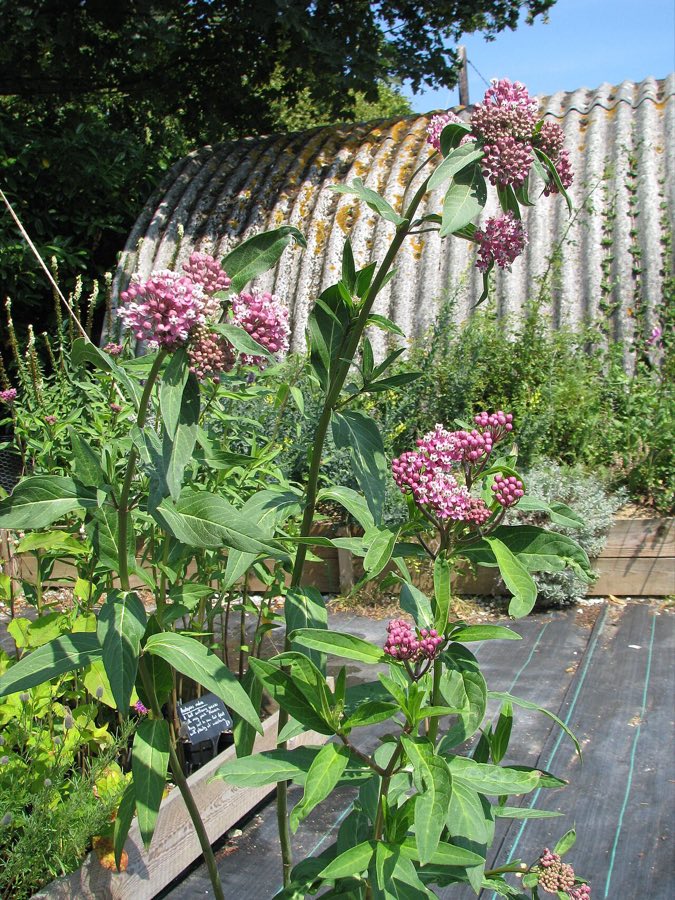 Red Milkweed (Asclepias rubra). Asclepias rubra (below) & cf. purpurascens (9341535131)