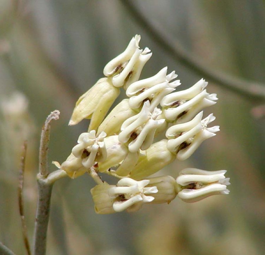 Rush Milkweed (Asclepias subulata). Asclepias subulata flowers