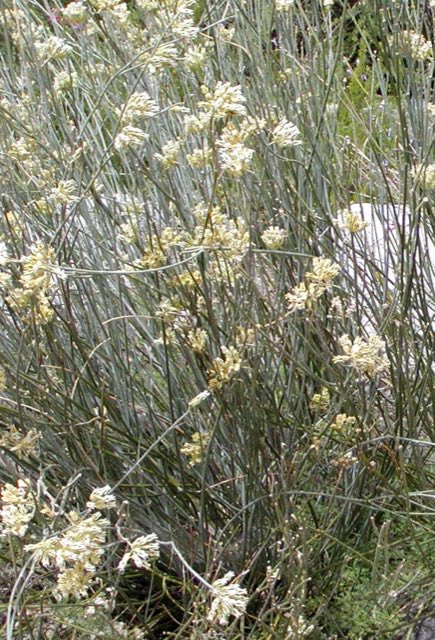 Rush Milkweed (Asclepias subulata). Asclepias subulata