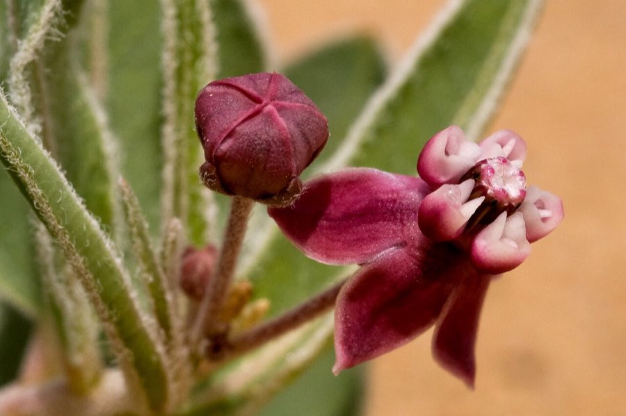San Juan Milkweed (Asclepias sanjuanensis) in flower, showing purple and white blooms in rounded clusters above opposite lanceolate leaves