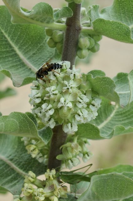 Sand Milkweed (Asclepias arenaria). Asclepias arenaria - 51295099771