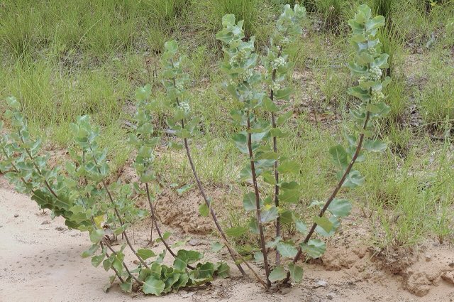 Sand Milkweed (Asclepias arenaria). Asclepias arenaria - 51295263658