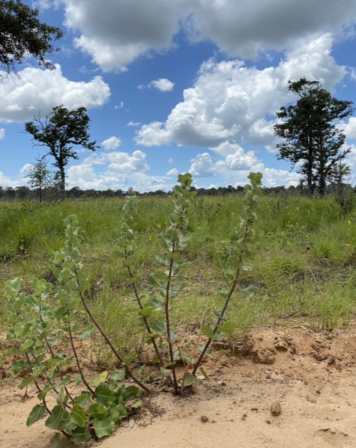 Sand Milkweed (Asclepias arenaria). Asclepias arenaria - 51295266073