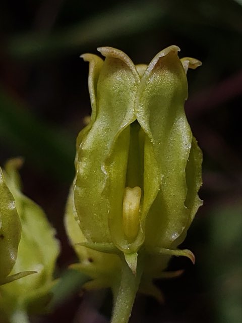 Savannah Milkweed (Asclepias pedicellata). Asclepias pedicellata 215561092
