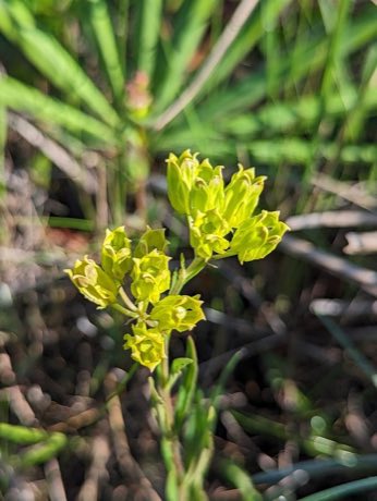 Savannah Milkweed (Asclepias pedicellata) in flower