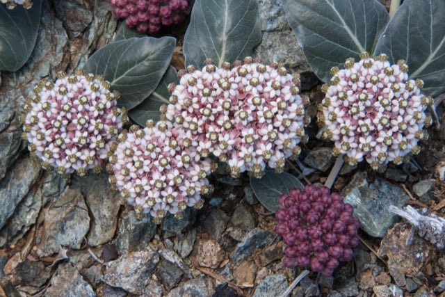 Serpentine Milkweed (Asclepias solanoana). Serpentine Milkweed photographed in California, US