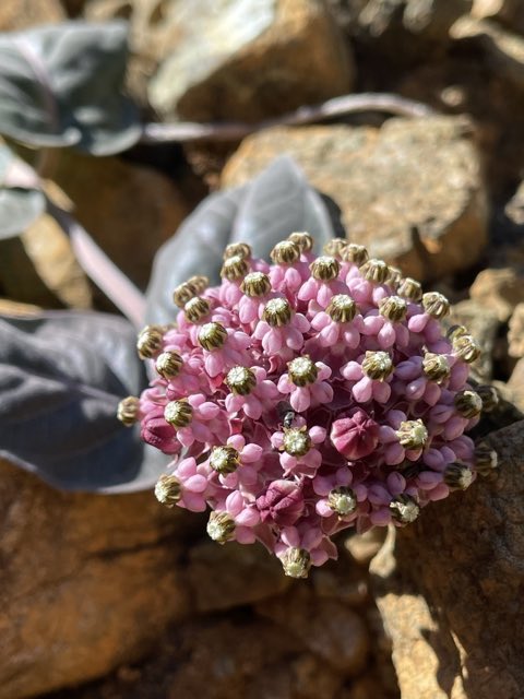 Serpentine Milkweed (Asclepias solanoana). Serpentine Milkweed photographed in Sonoma County, US-CA, US