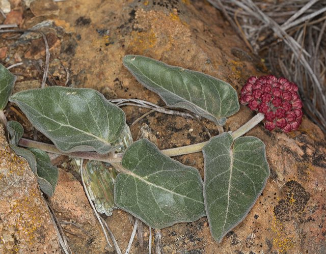 Serpentine Milkweed (Asclepias solanoana). Serpentine Milkweed photographed in California, US
