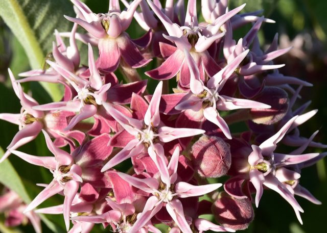 Showy Milkweed (Asclepias speciosa). Asclepias speciosa at Seedskadee NWR 94 (48714355833)