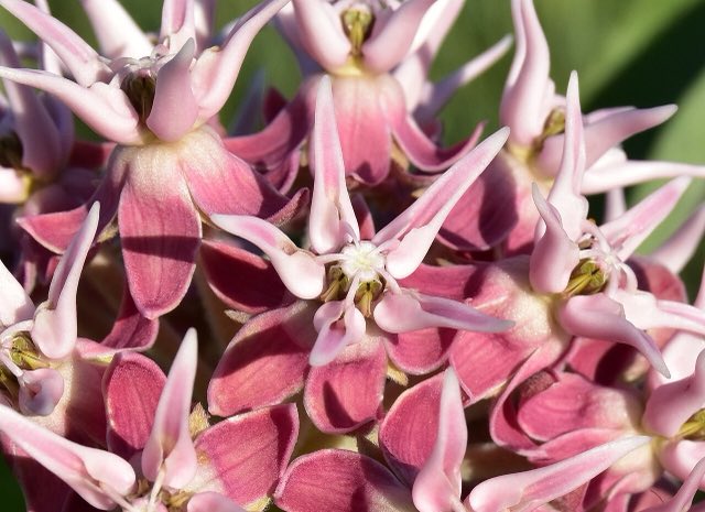 Showy Milkweed (Asclepias speciosa). Asclepias speciosa at Seedskadee NWR 95 (48714349013)