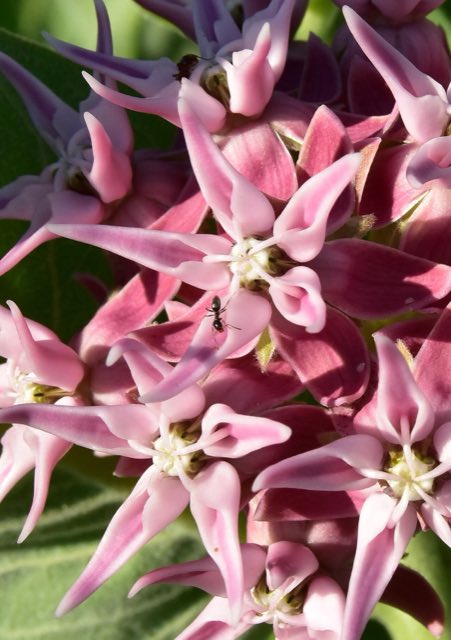 Showy Milkweed (Asclepias speciosa). Asclepias speciosa and western harvester ant at Seedskadee National Wildlife Refuge (48714249742)