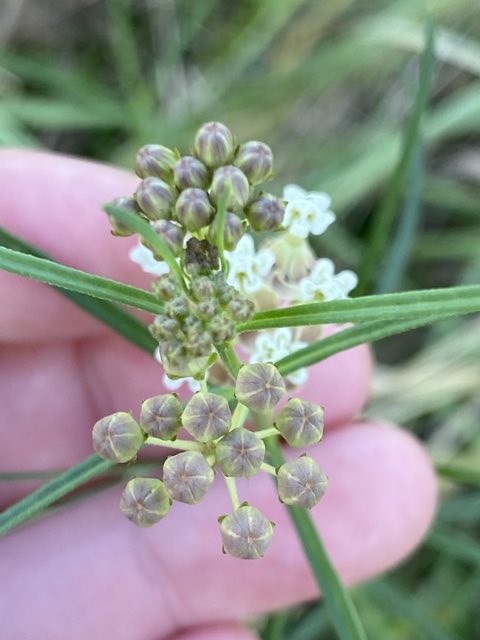 Slim Milkweed (Asclepias linearis). Slim Milkweed photographed in Lewisville, TX, US
