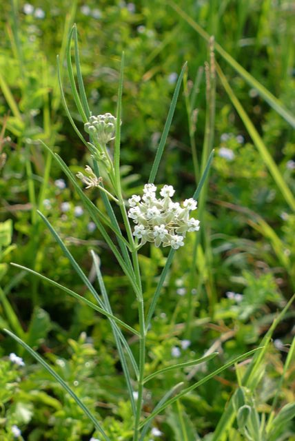 Slim Milkweed (Asclepias linearis). Slim Milkweed photographed in Brazoria County, TX, USA