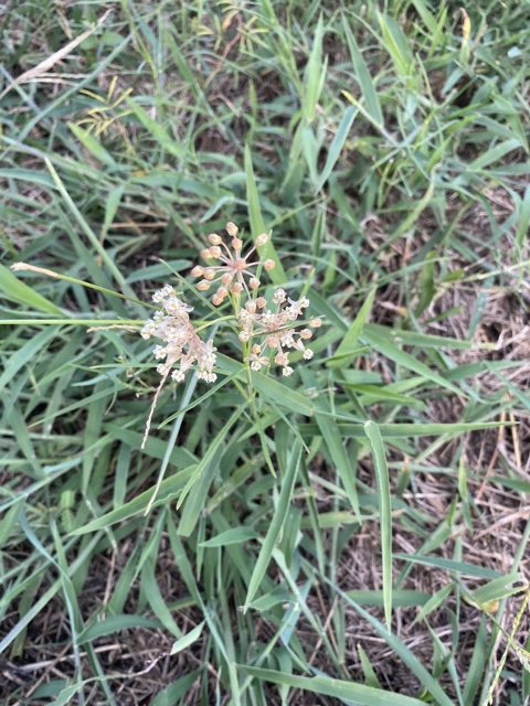 Slim Milkweed (Asclepias linearis). Slim Milkweed photographed in Reseda Dr, Houston, TX, US