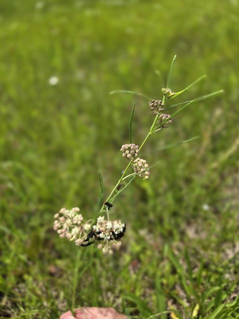 Slim Milkweed (Asclepias linearis). Slim Milkweed photographed in Chambers County, TX, USA