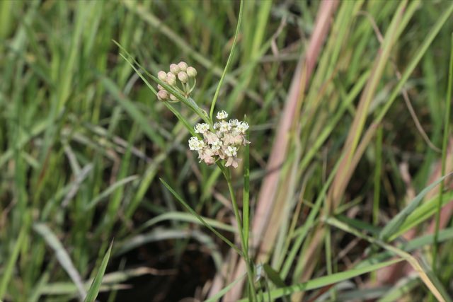 Slim Milkweed (Asclepias linearis). Slim Milkweed photographed in Cameron, Texas, United States