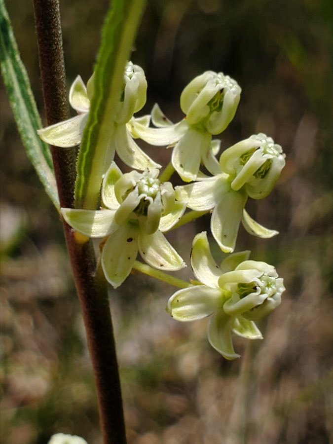 Slimleaf Milkweed (Asclepias stenophylla). Asclepias stenophylla 141042195