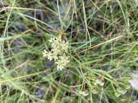 Southern Milkweed (Asclepias viridula) in flower