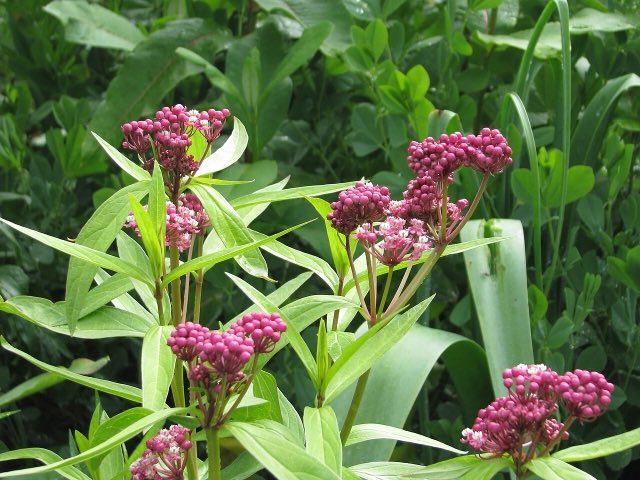 Swamp Milkweed (Asclepias incarnata). Asclepias incarnata - Flickr - peganum