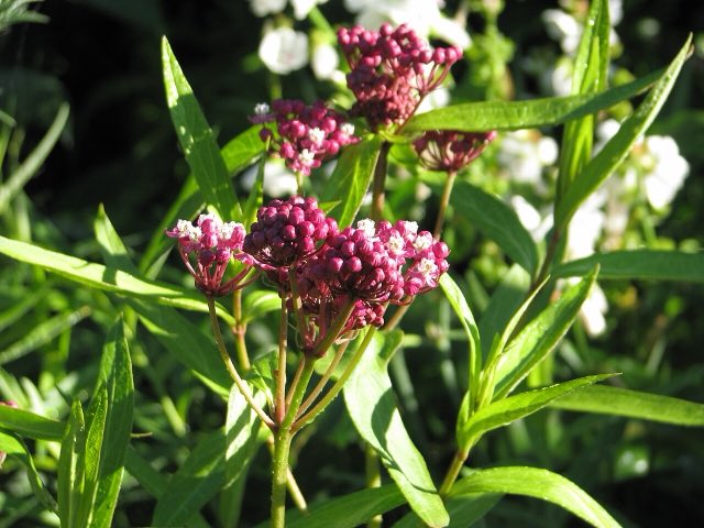 Swamp Milkweed (Asclepias incarnata). Asclepias incarnata - Flickr - peganum (2)