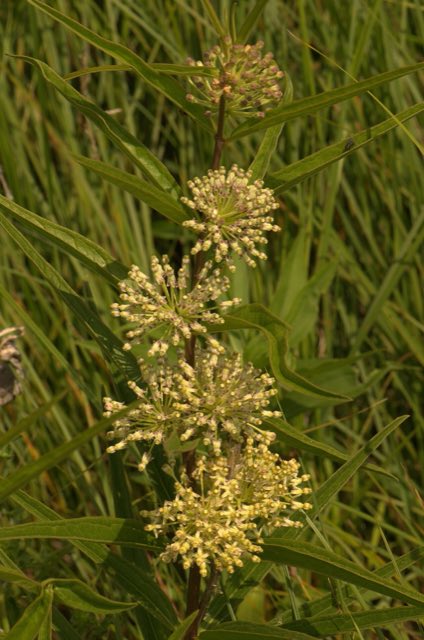 Tall Green Milkweed (Asclepias hirtella). Tall Green Milkweed (Asclepias hirtella)