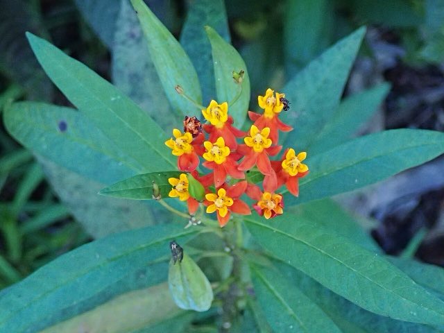 Tropical Milkweed (Asclepias curassavica). Asclepias curassavica (bloodflower) 2 (39030330915)
