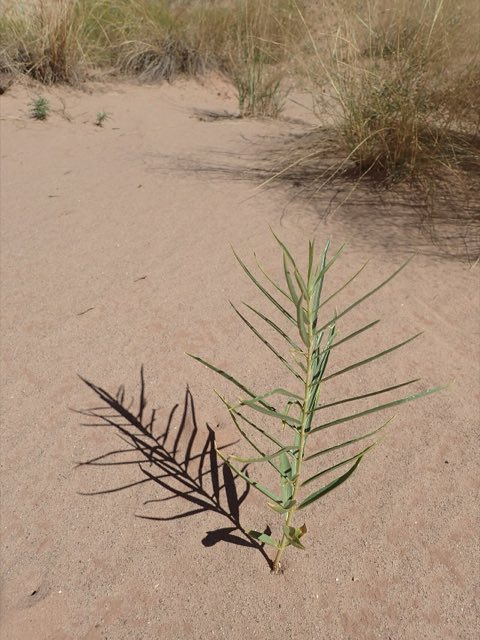 Utah Milkweed (Asclepias labriformis). Asclepias labriformis kz03