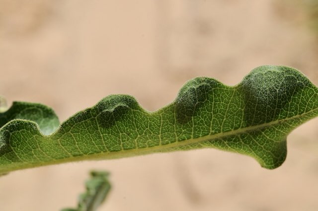 Velvetleaf Milkweed (Asclepias tomentosa). Asclepias tomentosa - 51300184590