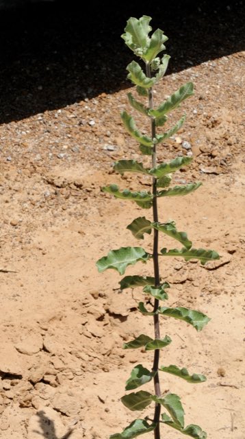 Velvetleaf Milkweed (Asclepias tomentosa). Asclepias tomentosa - 51300187120