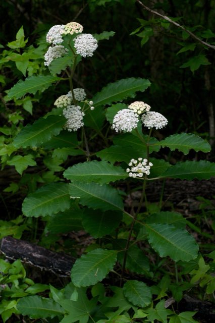 White Milkweed (Asclepias variegata). Asclepias variegata 2