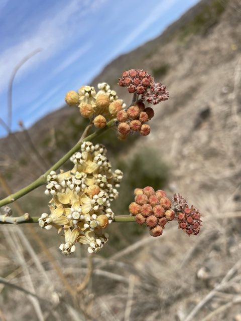 Whitestem Milkweed (Asclepias albicans). Whitestem Milkweed photographed in Riverside, California, United States