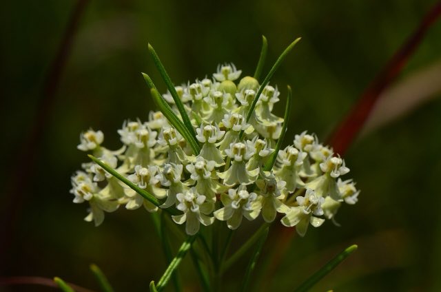 Whorled Milkweed (Asclepias verticillata). Asclepias verticillata (9369383148)