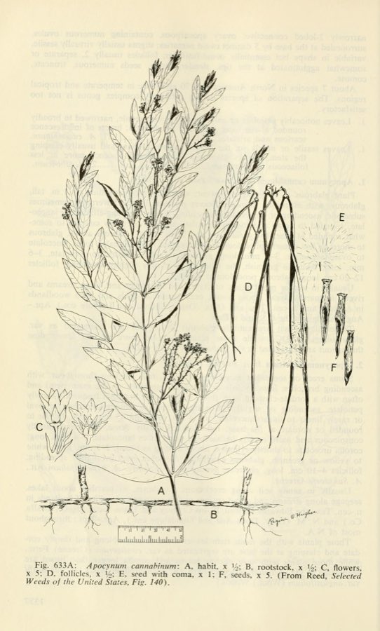 Hemp dogbane, a common milkweed lookalike with smaller bell-shaped flowers and reddish stems