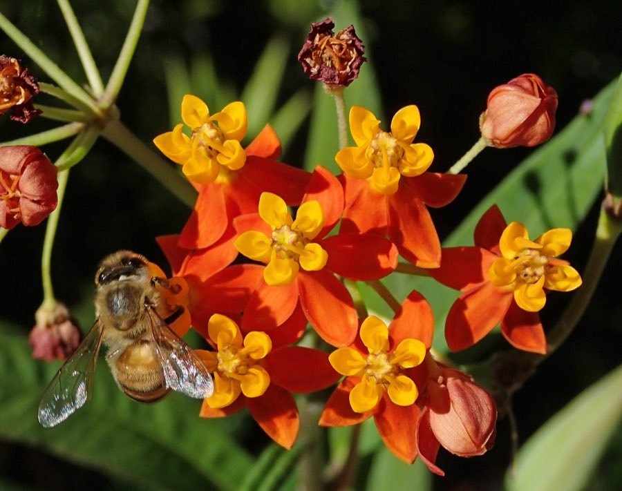 A honey bee feeding at milkweed flowers